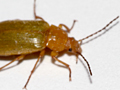 Cteniopus sulphureus